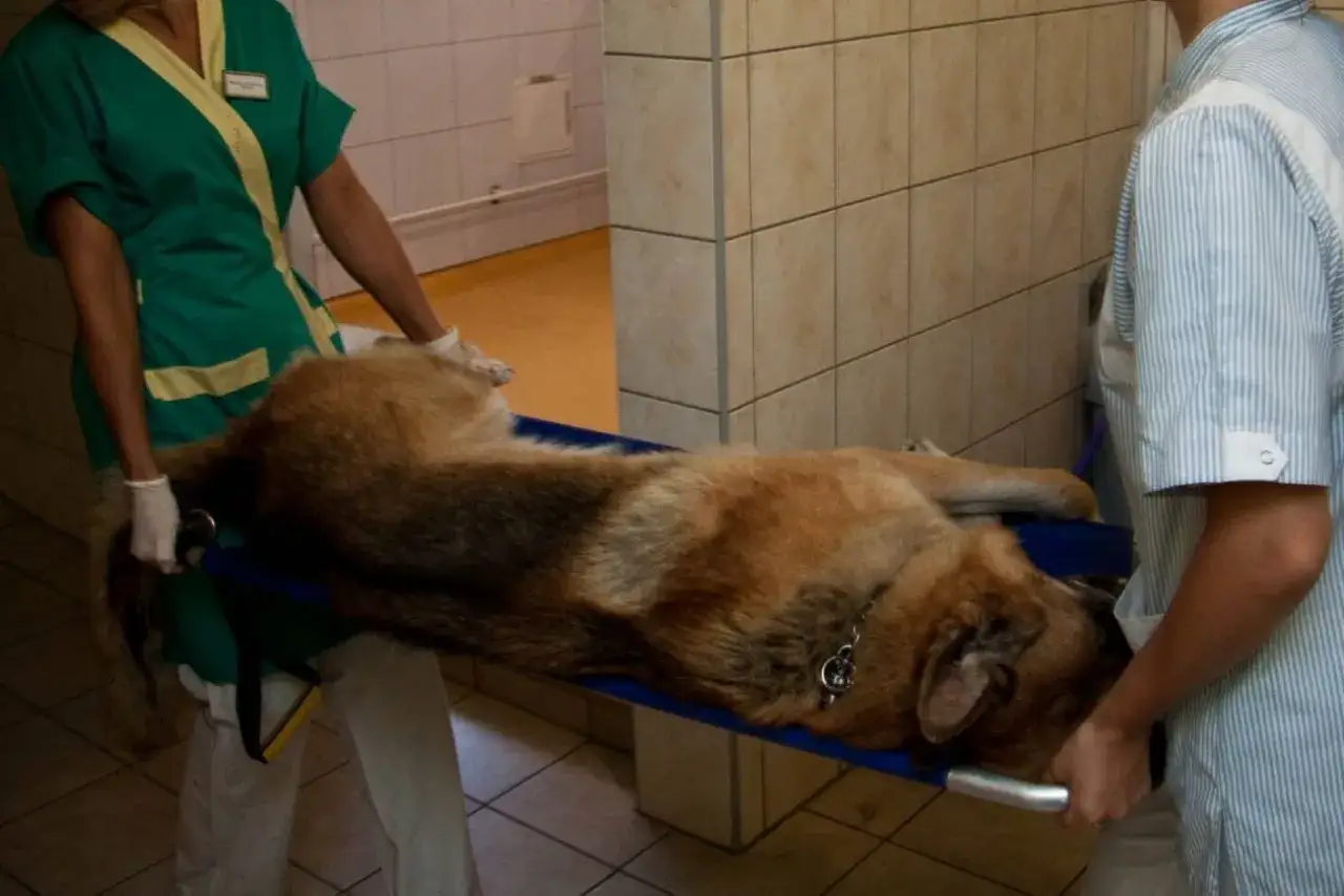 Weterynarz z pomocnikiem transportuje uśpionego psa na noszach. Pies leży spokojnie, gotowy na zabieg.