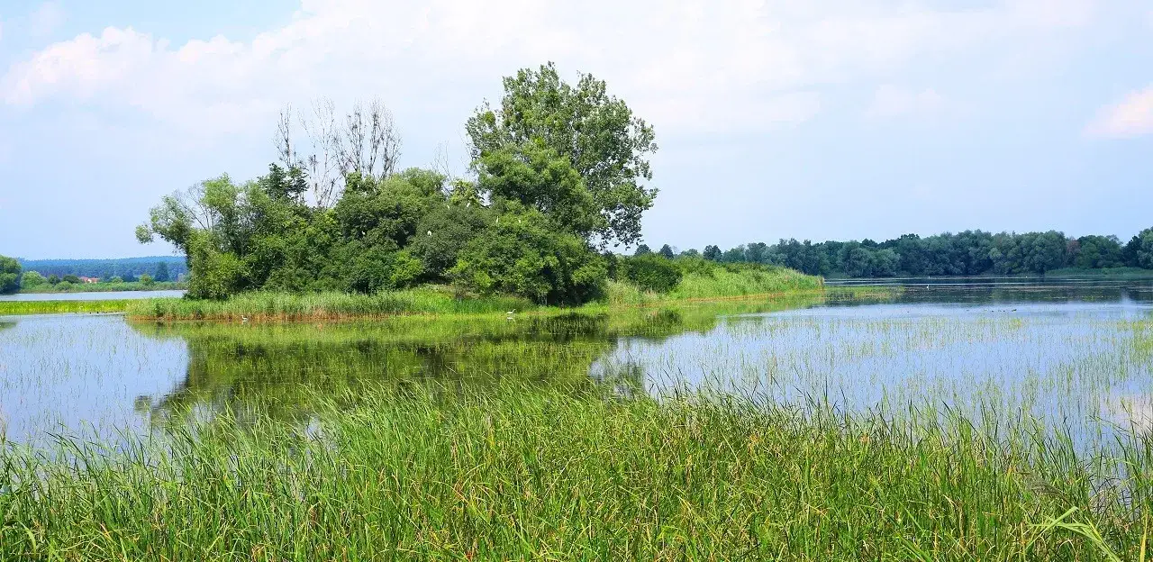 Rezerwat przyrody Stawy Milickie: Odkryj niezwykłe ptaki i atrakcje