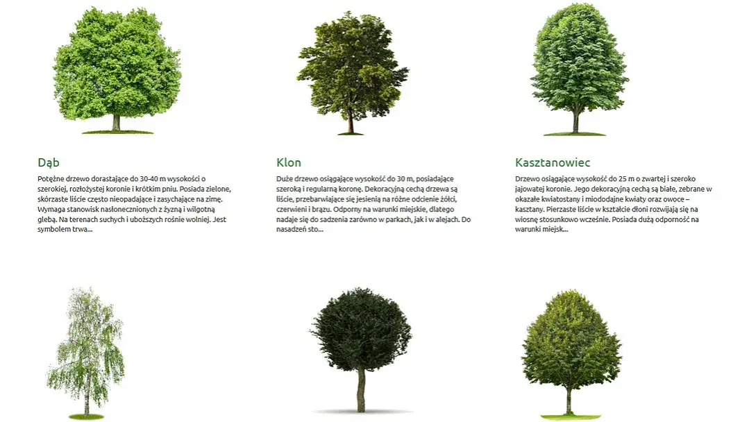 Drzewa na osiedle: Które wybrać, by uniknąć problemów i cieszyć się zielenią?