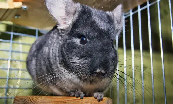 Kompletny poradnik: jak zrobić klatkę dla szynszyla w 8 prostych krokach