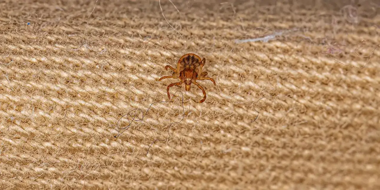 Jak wbija się kleszcz i jak uniknąć jego niebezpiecznego ugryzienia