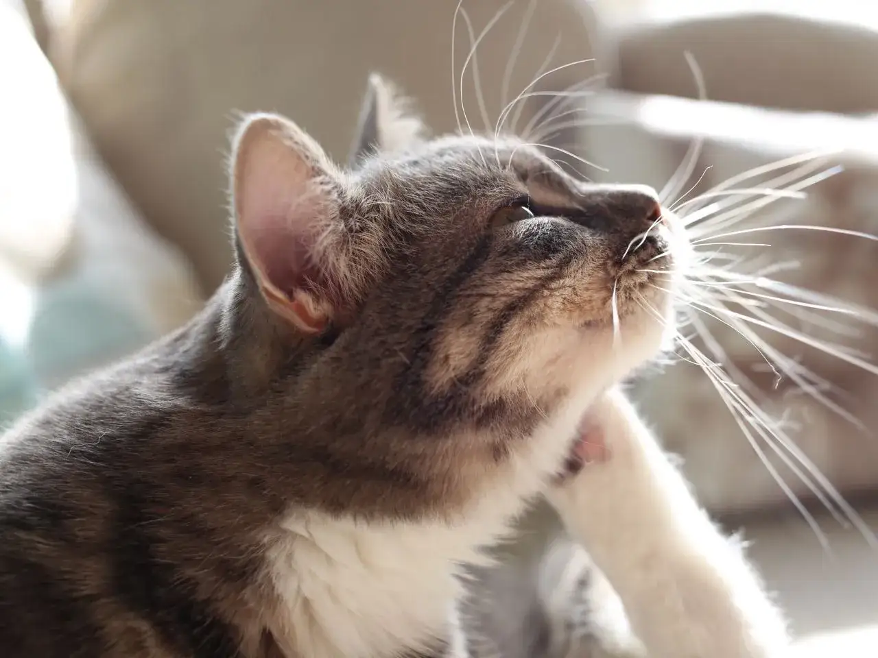 Kot drapieżnie się drapie, być może przez pchły. Widać zaczerwienienie na jego szyi.