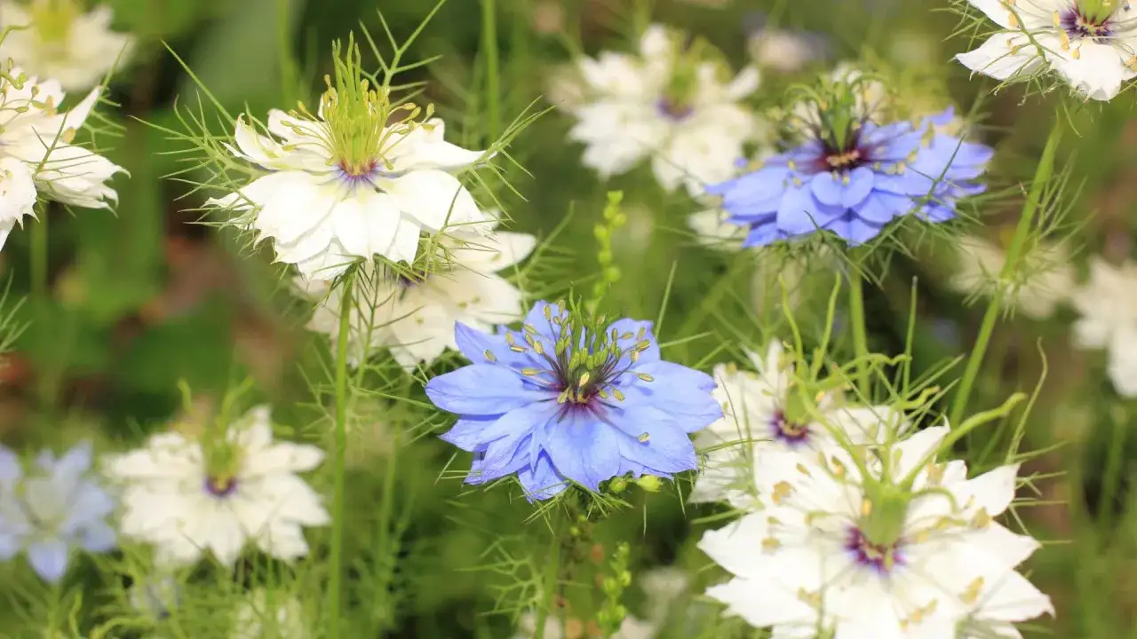 Czy czarnuszka uczula? Objawy alergii, które mogą Cię zaskoczyć