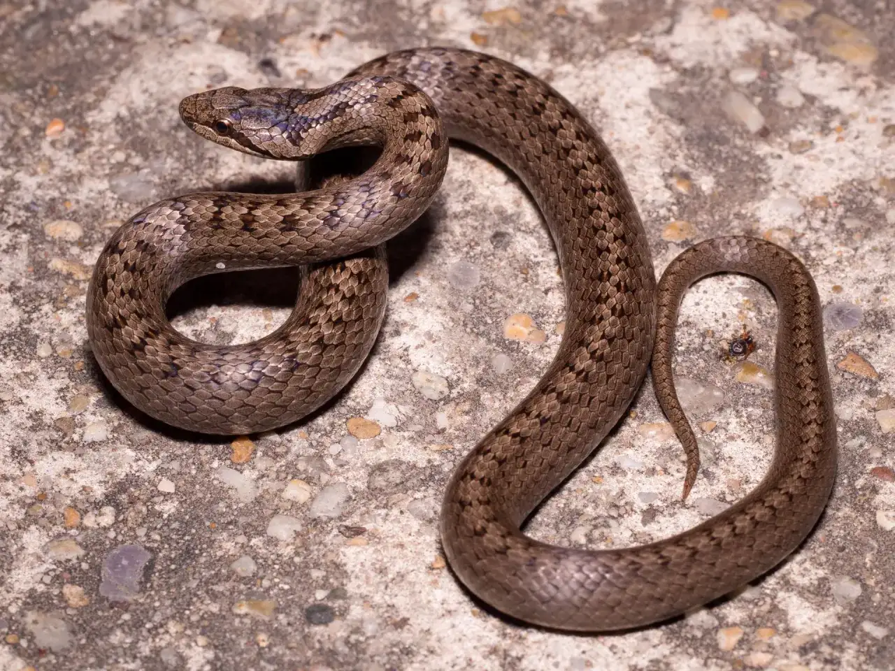 Czy żmija to wąż? Poznaj różnice i ciekawostki o żmijach