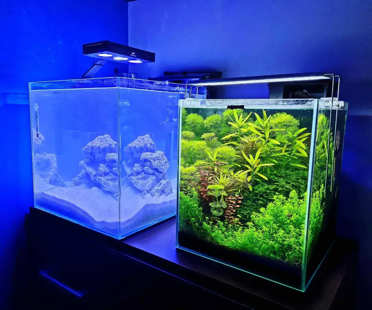 Ile rybek do akwarium 30l? Odpowiednie gatunki dla zdrowego zbiornika