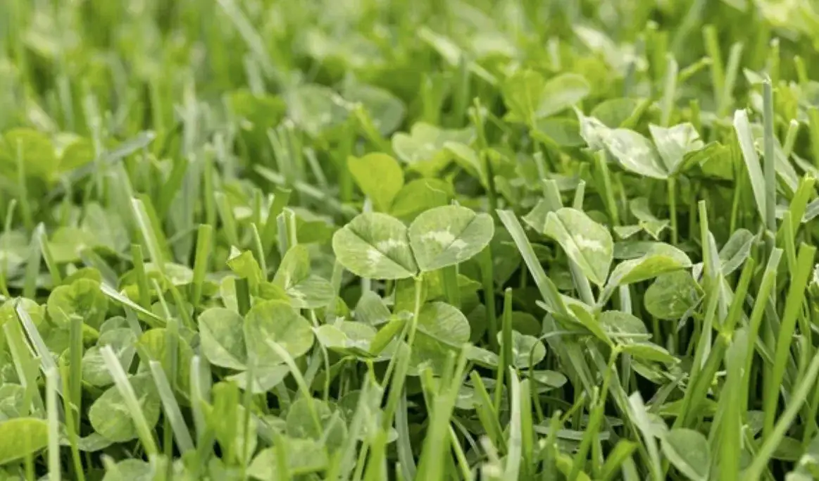 Kostrzewa chwast: jak skutecznie zwalczyć jej szkodliwe działanie