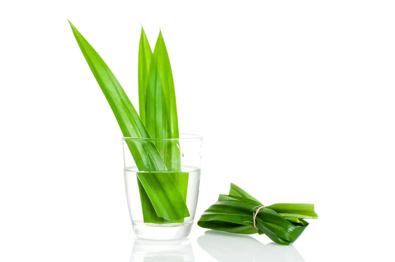 Zielone liście pandan w szklance z wodą i związane sznurkiem. Odkryj niezwykłe pandan liść właściwości.