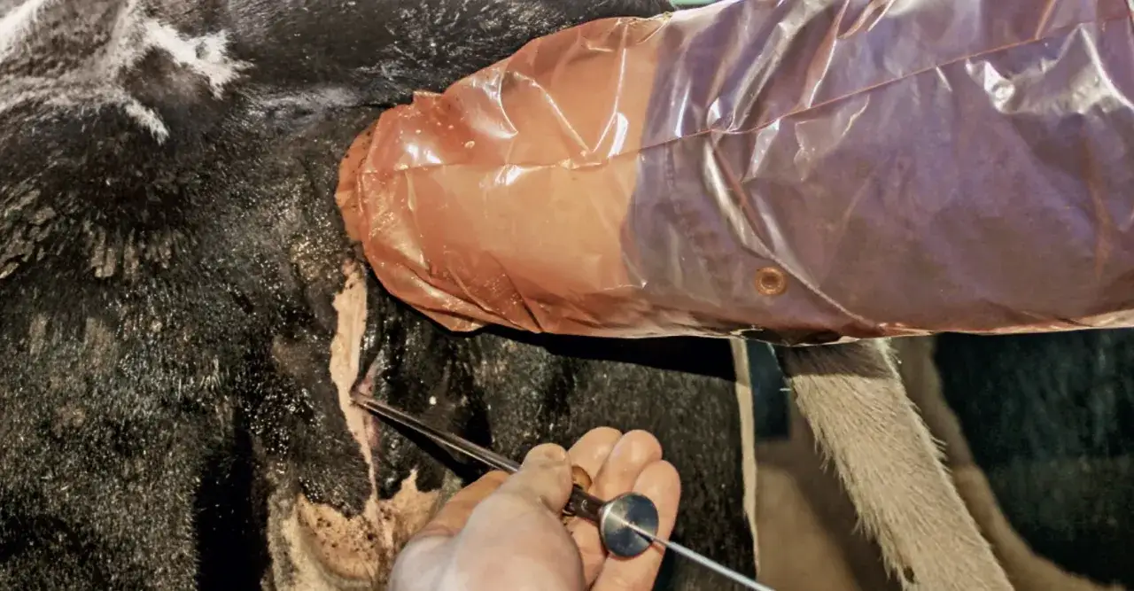 Precyzyjna inseminacja krowy. Weterynarz używa specjalnego narzędzia do sztucznego unasienniania zwierzęcia.