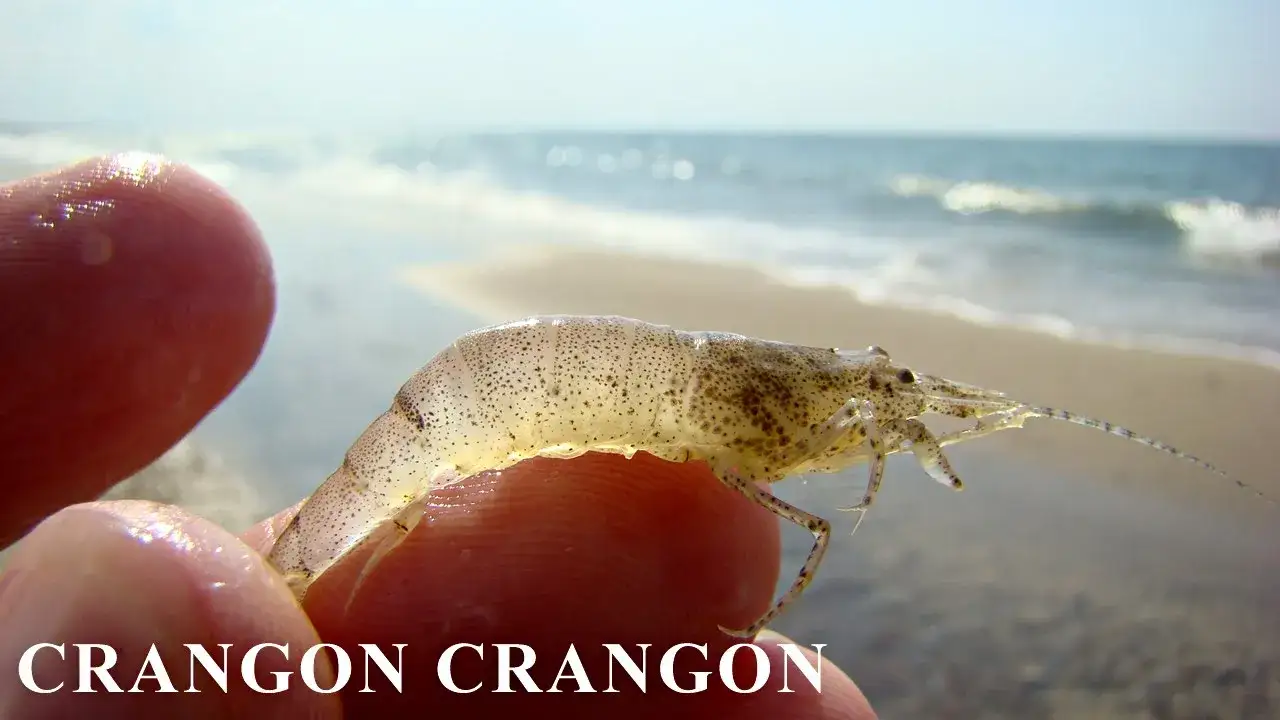 Czy w Bałtyku są krewetki? Odkryj ich tajemnice i gatunki