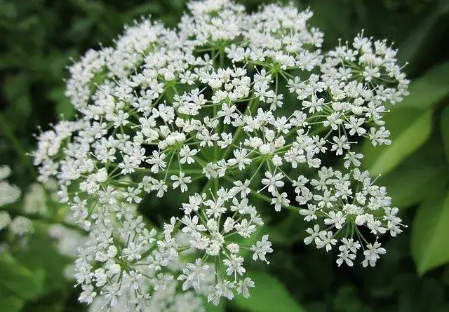 Chwasty z białymi kwiatami: Jak rozpoznać i skutecznie zwalczyć?