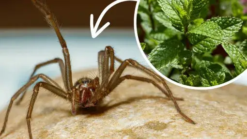 Jakiego koloru nie lubią pająki? Oto kolory, których unikają