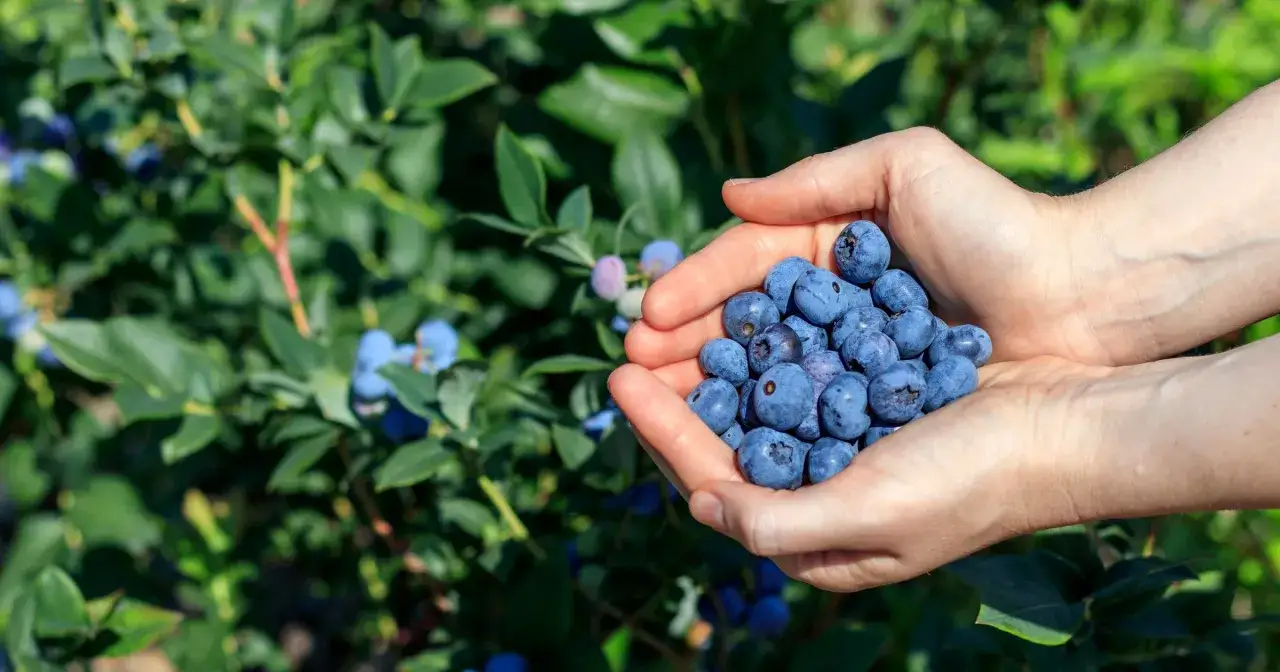 Dłonie trzymające garść dojrzałych borówek amerykańskich na tle zielonych krzewów. Pielęgnacja borówki amerykańskiej przynosi obfite plony.
