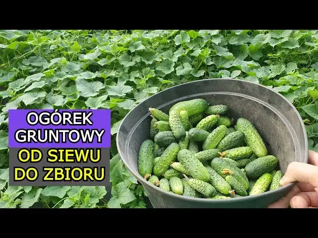 Jak uprawiać ogórki gruntowe? Sekrety obfitych zbiorów!