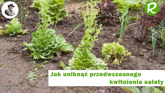 Jak kwitnie sałata i jak uniknąć jej gorzkiego smaku