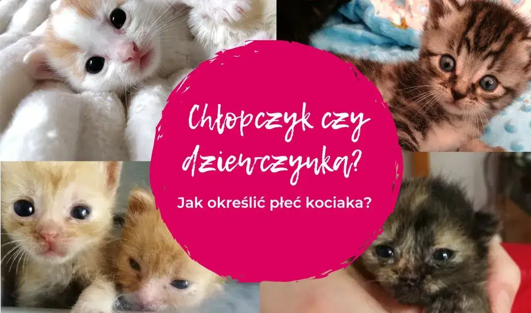 Jak sprawdzić płeć kotka i uniknąć błędów w identyfikacji