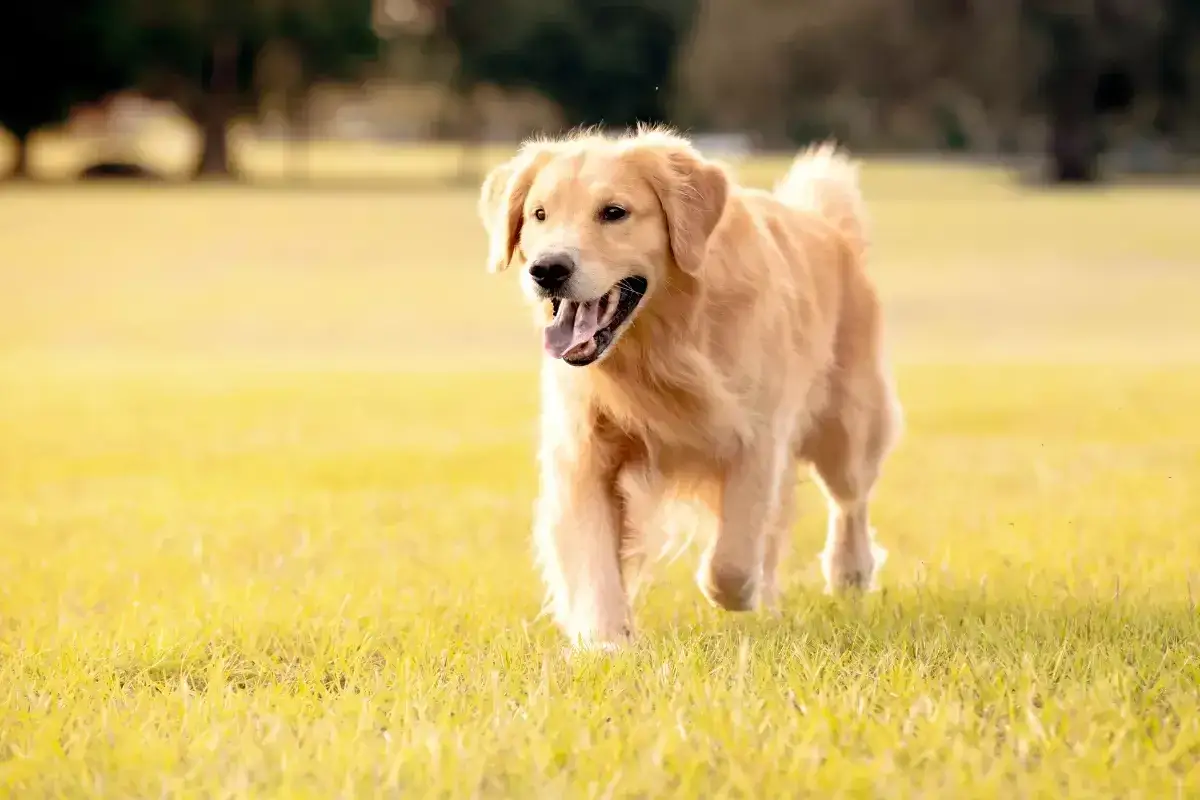 Golden Retriever: Sierść czy włosy? Poznaj budowę i pielęgnację!