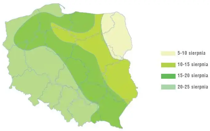 Gdzie uprawia się rzepak w Polsce? Mapa i sekrety plonów
