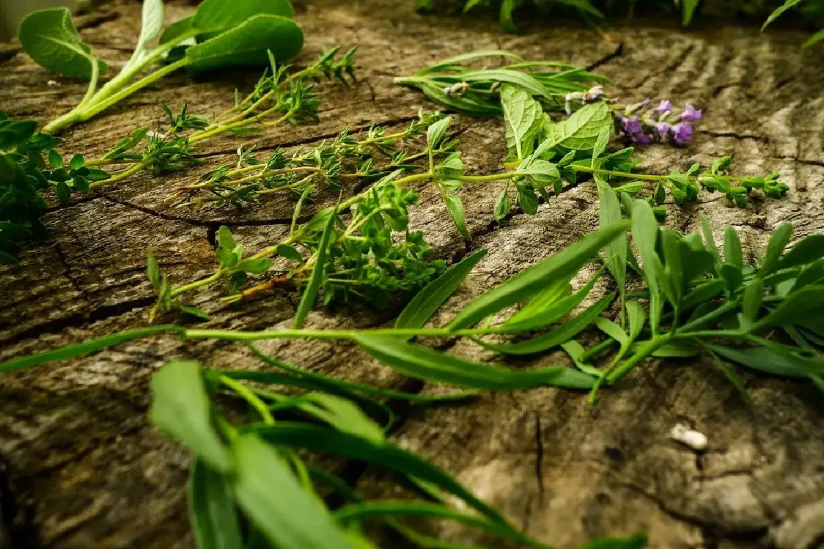 Oregano czy bazylia do spaghetti – które zioło lepsze dla smaku?