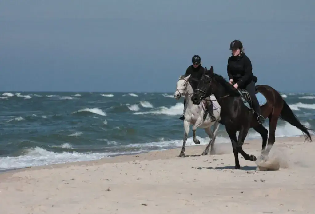 Stadnina koni nad morzem bałtyckim - najlepsze miejsca na jazdę konną