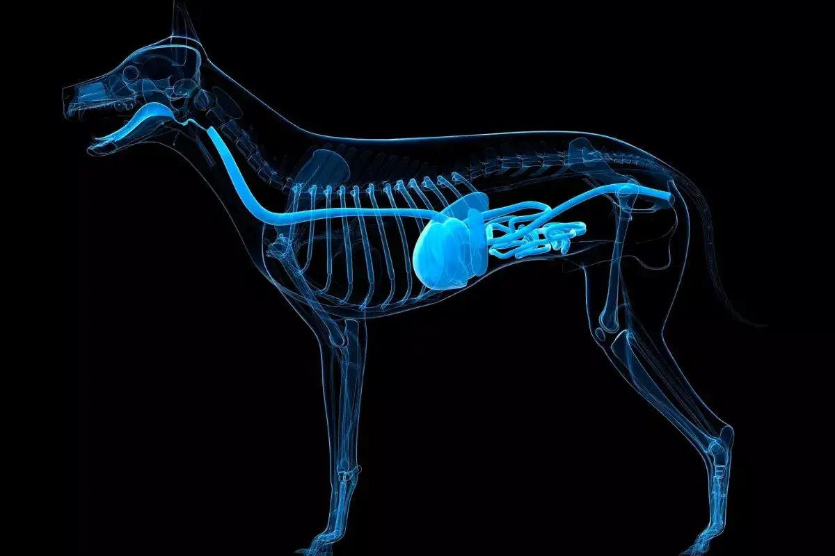 Anatomia psa z uwydatnionym przewodem pokarmowym, który może być dotknięty zapaleniem jelit u psa.