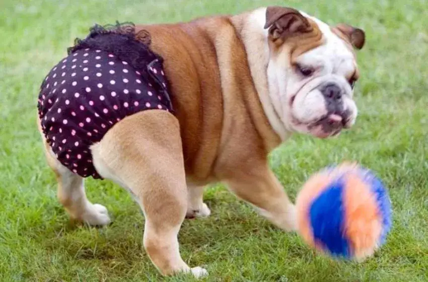 Jak zrobić majtki dla psa z maseczki - proste sposoby na DIY