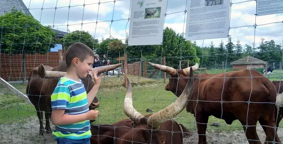 Najlepsze atrakcje w Borysewie, które zachwycą całą rodzinę