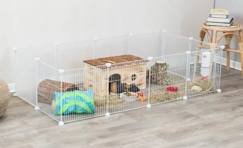 Jeż pigmejski: terrarium czy klatka – co wybrać dla zdrowia?