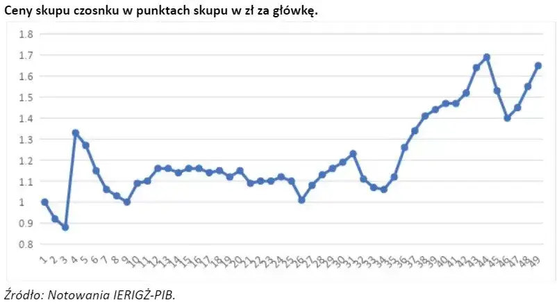 Ile można zarobić na czosnku? Fakty i liczby, które zaskakują rolników.