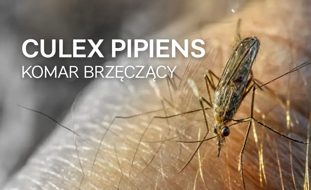 Komar czym się żywi – odkryj, co naprawdę jedzą te owady