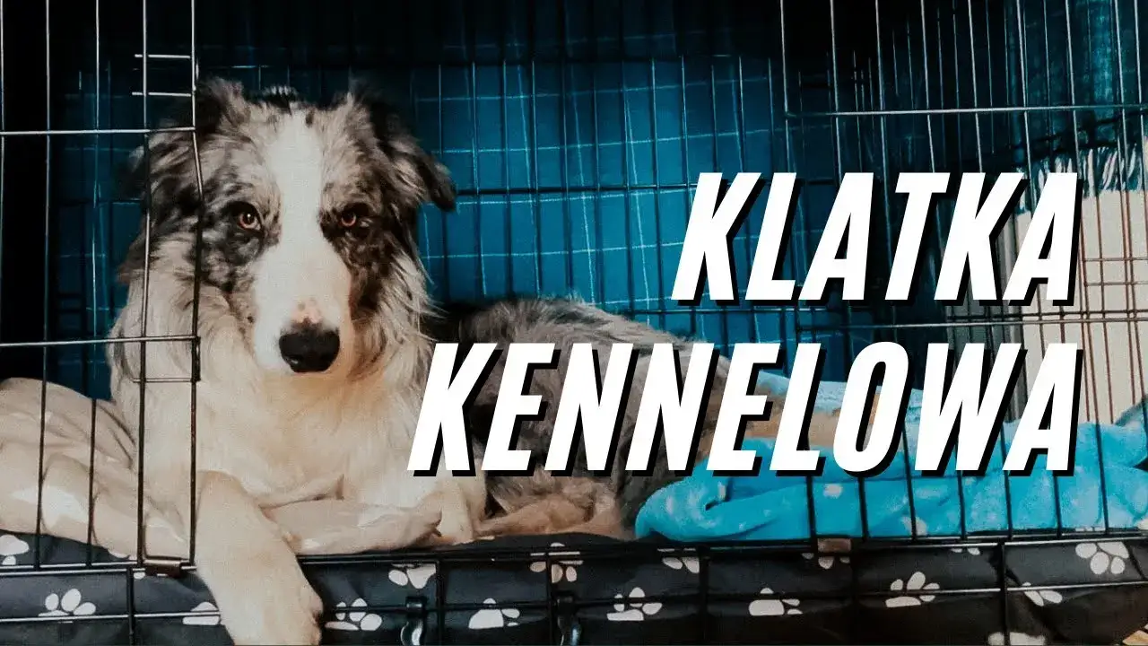 Jak wybrać odpowiednią klatkę dla border collie aby zapewnić mu komfort