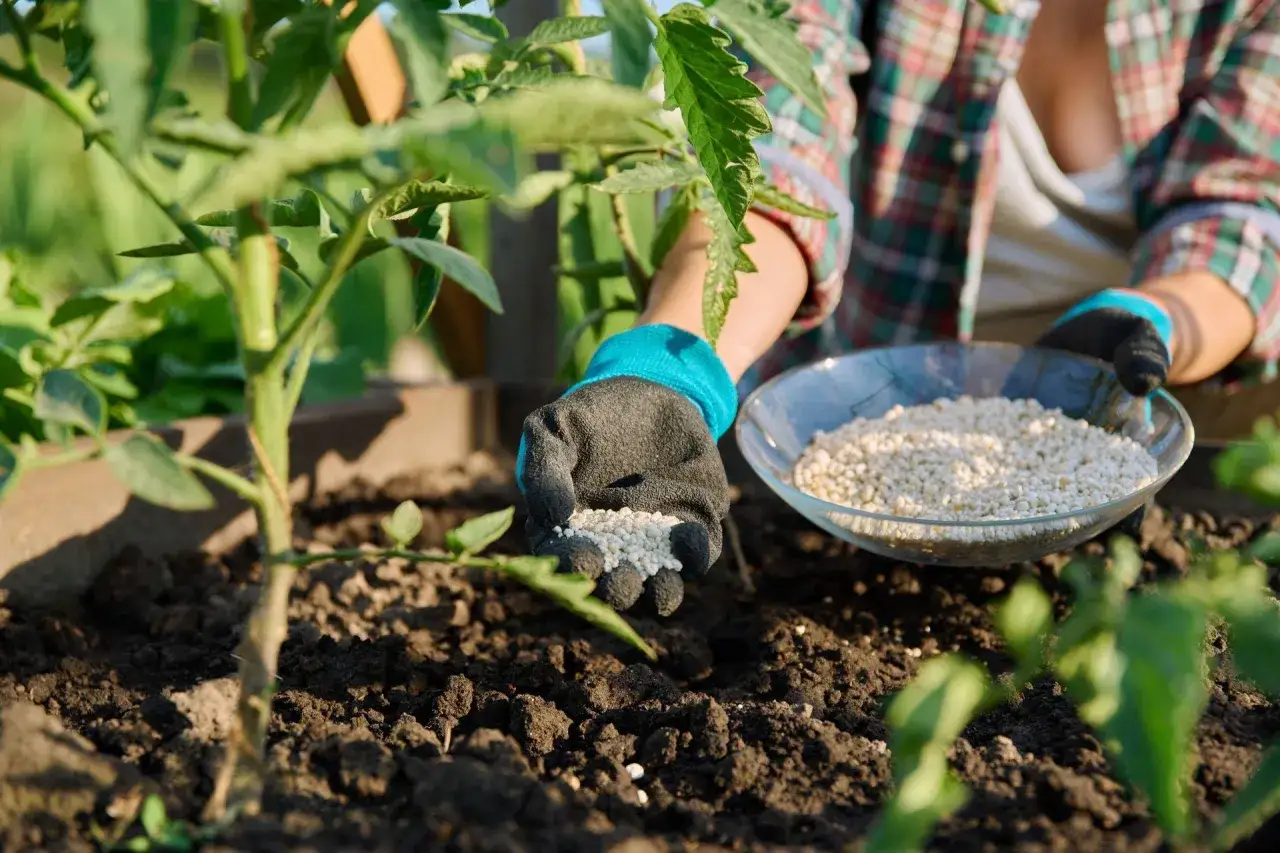 Czym zasilać pomidory w gruncie, aby uzyskać obfite plony?
