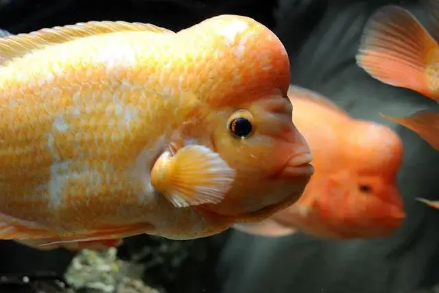 Oceanarium Kujawsko-Pomorskie: Toruń nieczynne? Sprawdź Akwarium Bydgoszcz