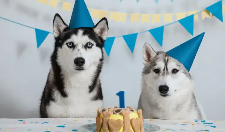 Jak zrobić tort dla psa - pyszny i zdrowy przepis dla pupila