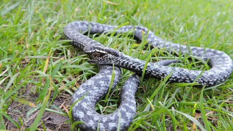 Żmija zygzakowata: Rozpoznaj, uniknij ukąszenia! Poradnik eksperta