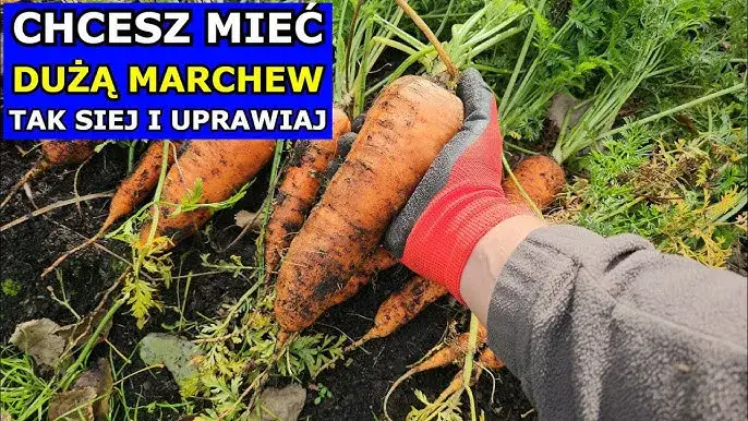 Chcesz obfitych plonów? Jak siać marchew krok po kroku