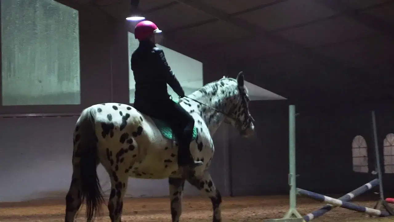 Stadnina koni Aqua Brax Szymocice: Opinie, usługi i atrakcje