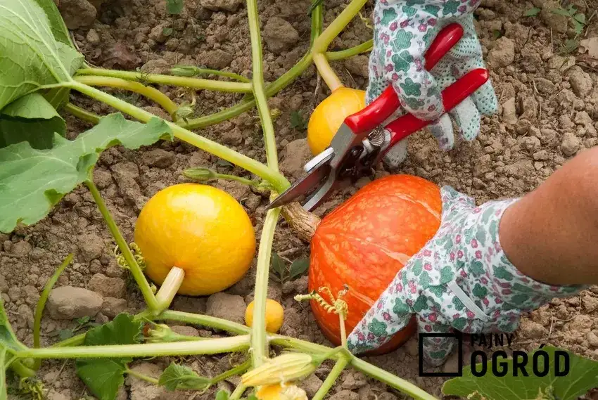 Uprawa dyni krok po kroku: Zbiory, pielęgnacja i odmiany poradnik