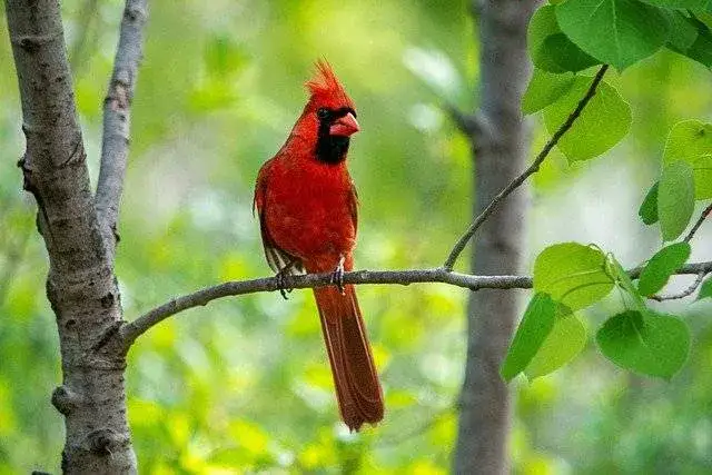 Kardynał ptak – wszystko o wyglądzie, zachowaniu i ciekawostkach tego gatunku