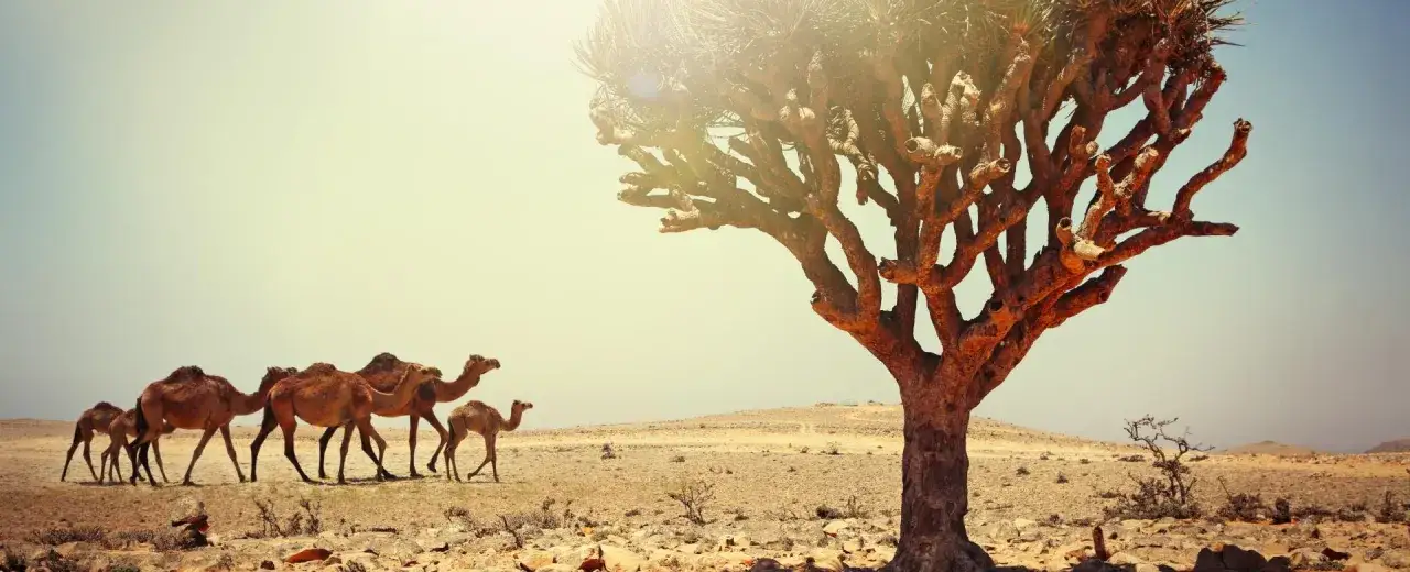 Oman kiedy jechać: najlepszy czas na podróż bez upałów