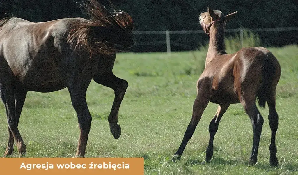 Samica w stadninie: Klacz czy kobyła? Poznaj różnice i synonimy