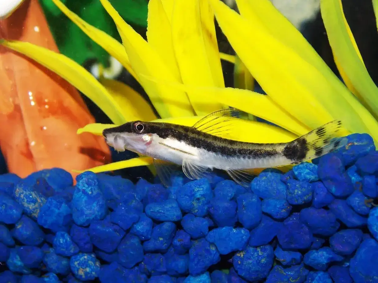 Otosek czy kosiarka - która ryba skuteczniej zwalcza glony w akwarium?