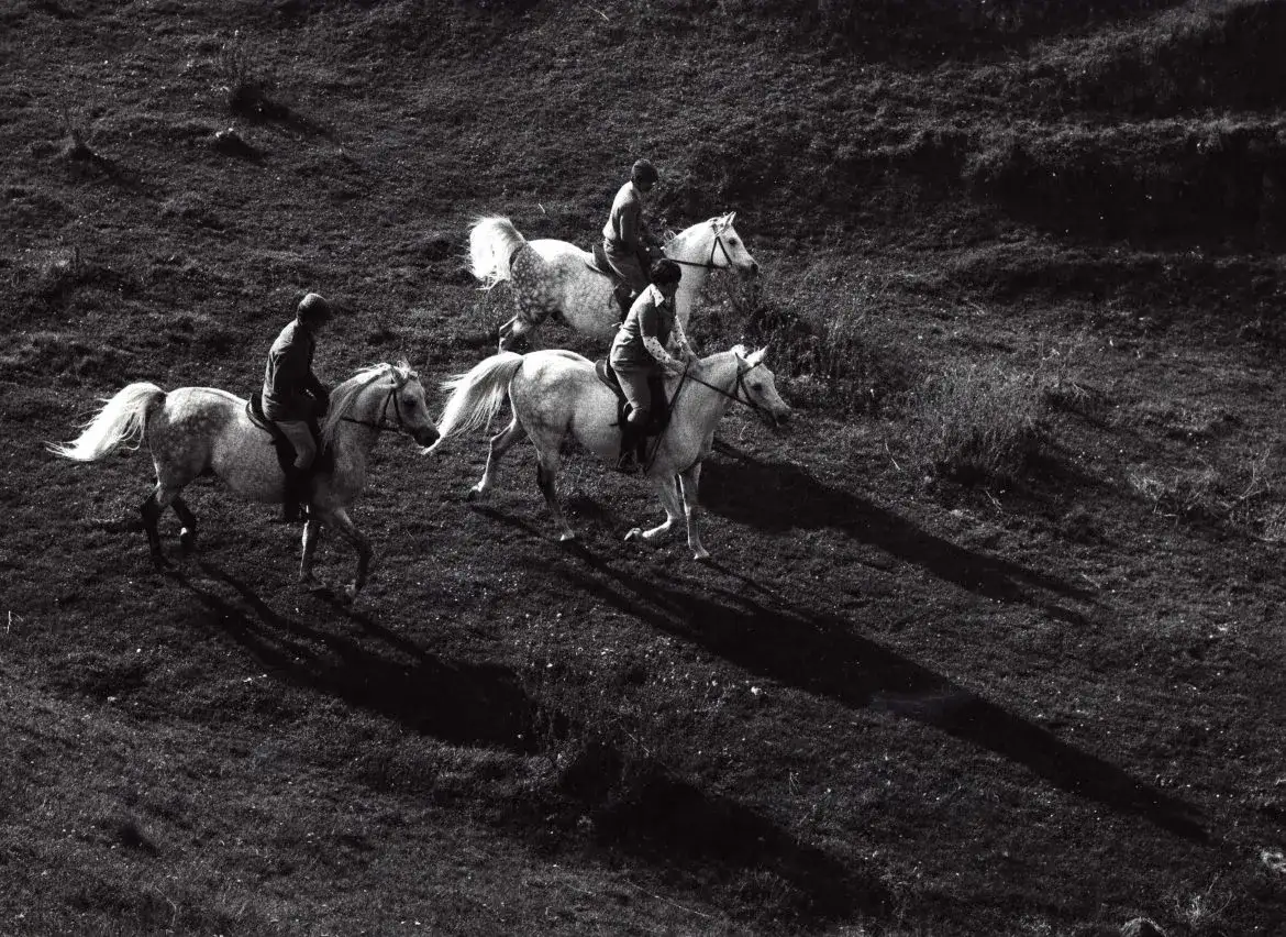 Stadnina Michałów: Historia, osiągnięcia i tajemnice hodowli koni