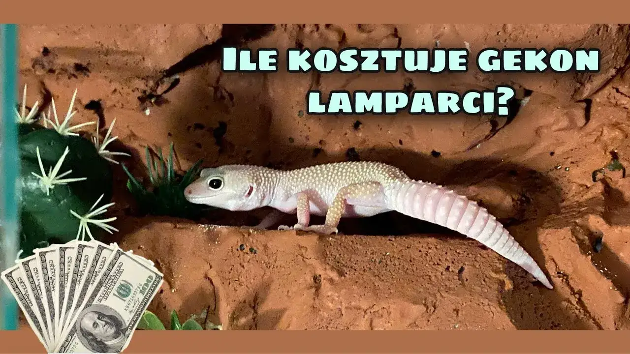 Ile kosztuje utrzymanie gekona? Sprawdź wydatki na różne gatunki