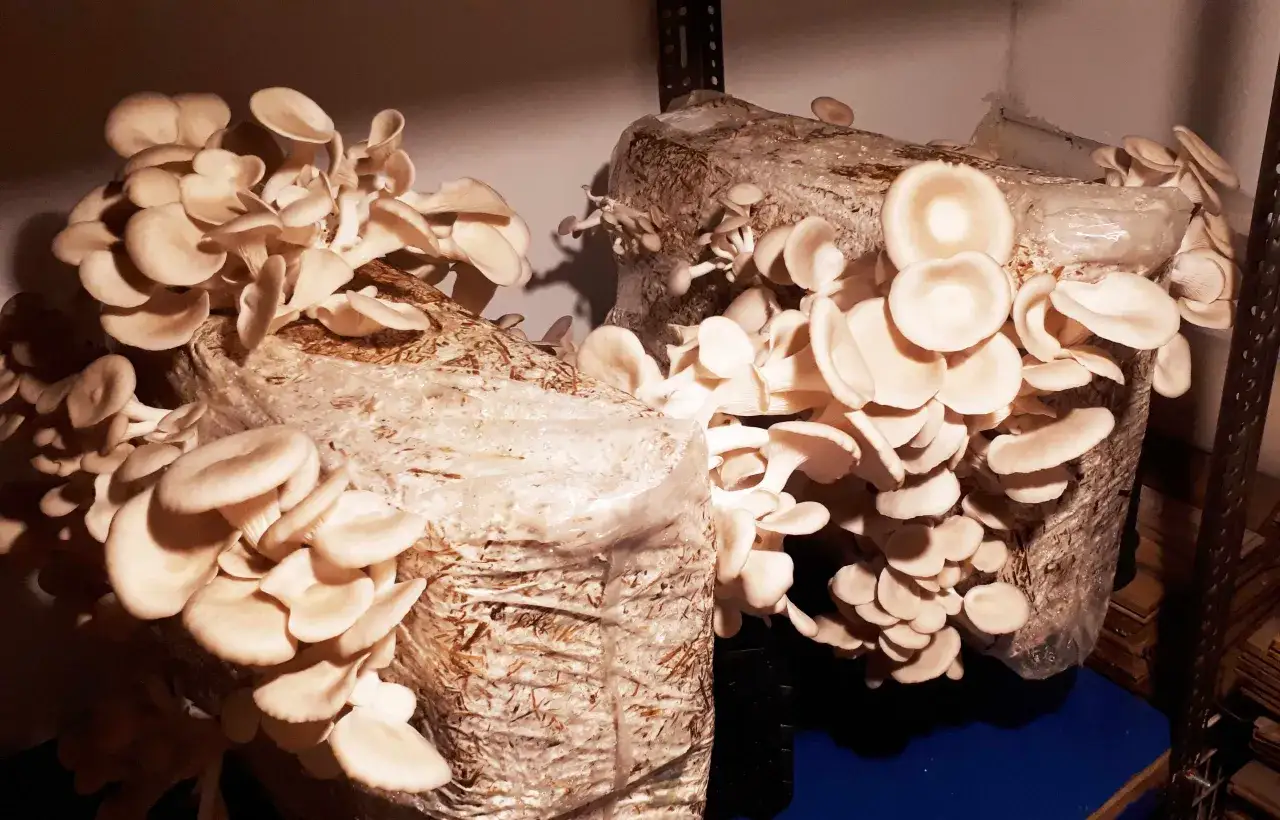 Uprawa boczniaków w domu: prosty poradnik dla początkujących!