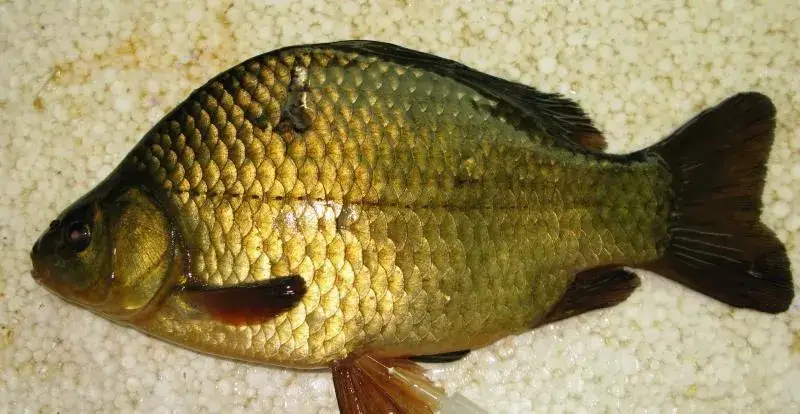 Jak rozmnażają się karasie? Odkryj sekrety ich tarła i warunków