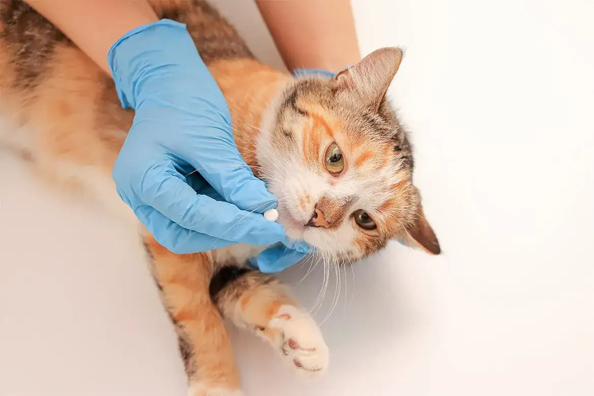 Ile trwa odrobaczanie kota i jak przeprowadzić je prawidłowo - poradnik