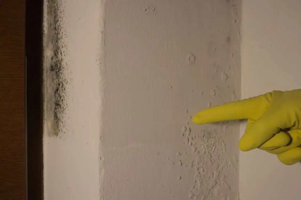 Plama pleśni na rogu ściany, wskazana żółtą rękawiczką. Jak się pozbyć wilgoci na ścianie?