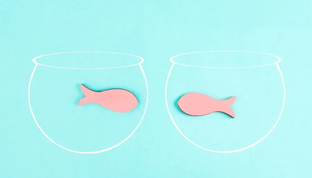 Czy ryba to owoc morza? Poznaj kluczowe różnice i fakty