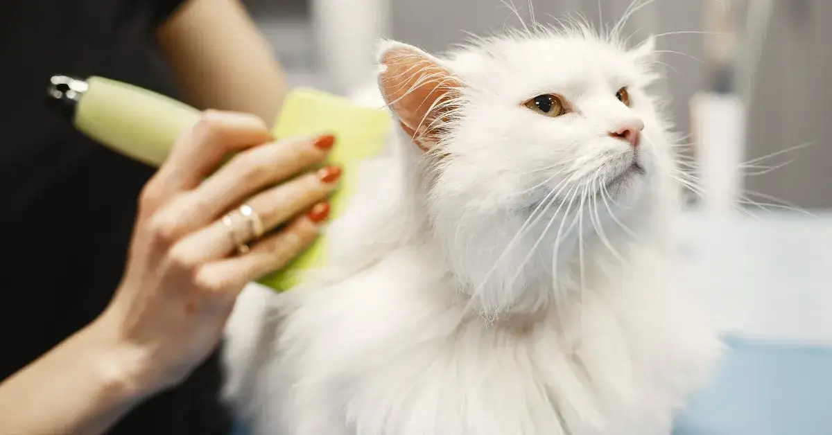 Sierść kota: Ile odrasta i jak przyspieszyć ten proces?