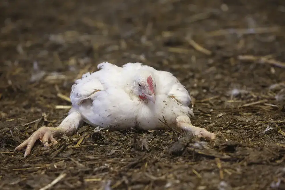 Jak rozmnażają się brojlery i dlaczego to nie jest możliwe w domu
